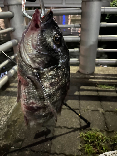 クロダイの釣果