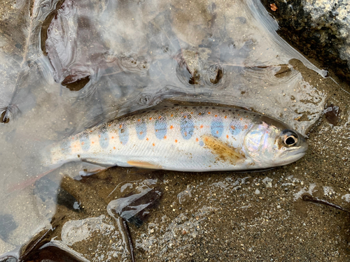 アマゴの釣果