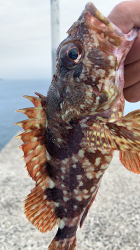 アラカブの釣果