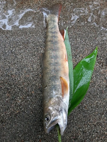 オショロコマの釣果