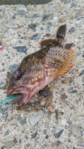 カサゴの釣果