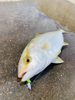 ワカシの釣果