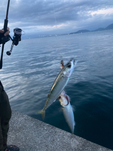 サバの釣果