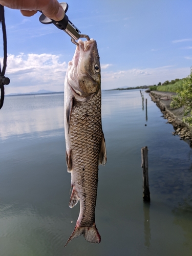 ニゴイの釣果