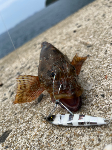 アラカブの釣果