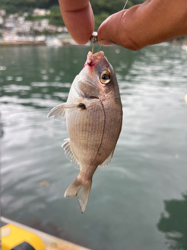 タイの釣果