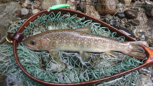 イワナの釣果