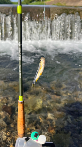 カワムツの釣果