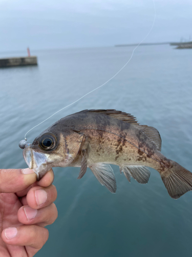 アオメバルの釣果