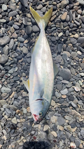 ワカシの釣果