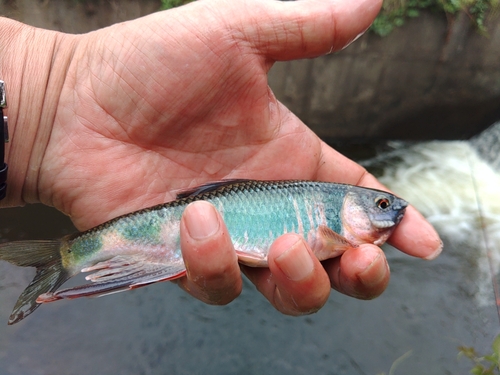 オイカワの釣果