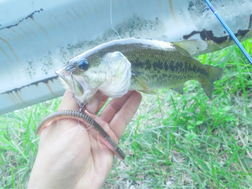 ブラックバスの釣果