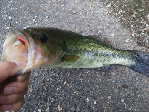 ブラックバスの釣果