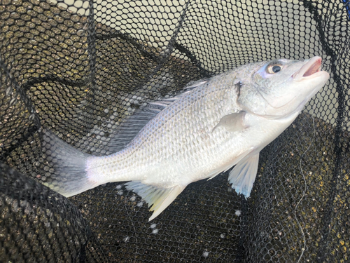 キチヌの釣果