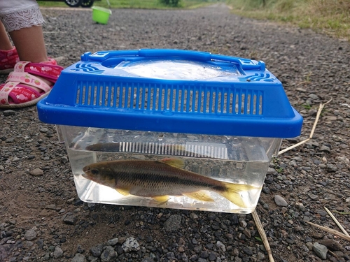 カワムツの釣果