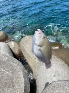 イラブチャーの釣果