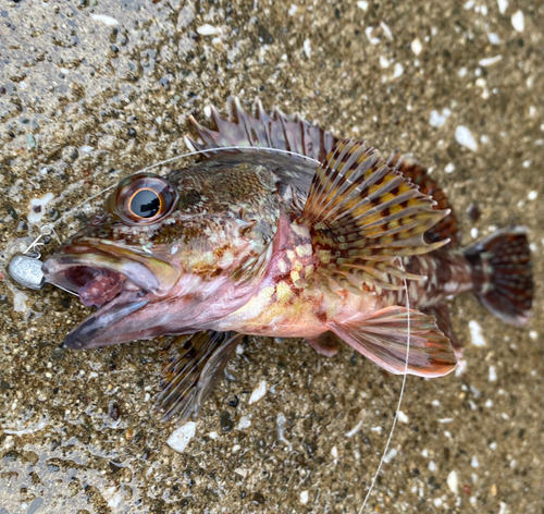 カサゴの釣果