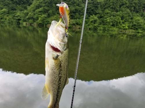 ラージマウスバスの釣果