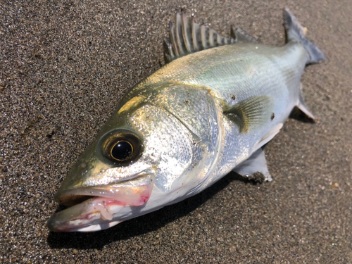 セイゴ（マルスズキ）の釣果