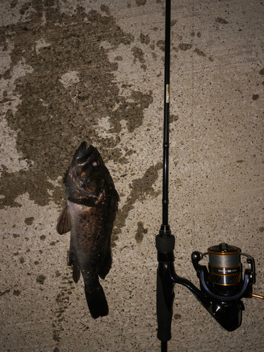 クロソイの釣果