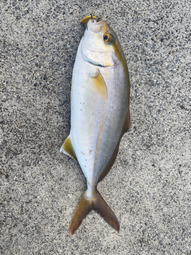 ショゴの釣果