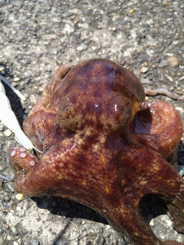 タコの釣果