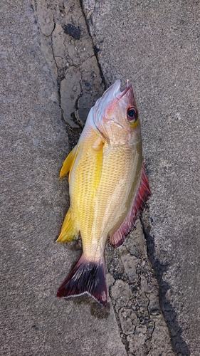 オオモンハタの釣果