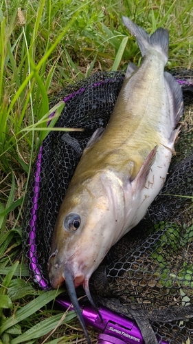 ナマズの釣果