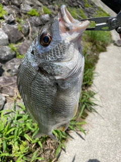 キビレの釣果