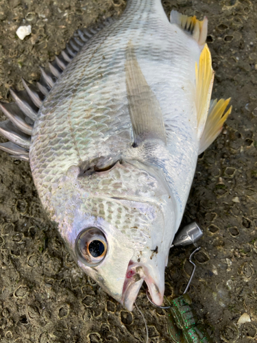 キビレの釣果