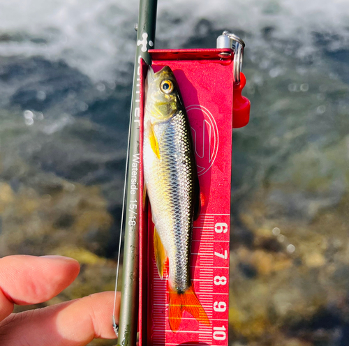 カワムツの釣果