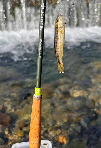 アブラハヤの釣果