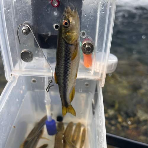 カワムツの釣果