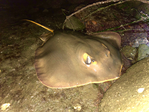 アカエイの釣果