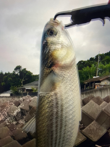 ボラの釣果