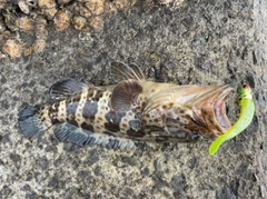 チャイロマルハタの釣果