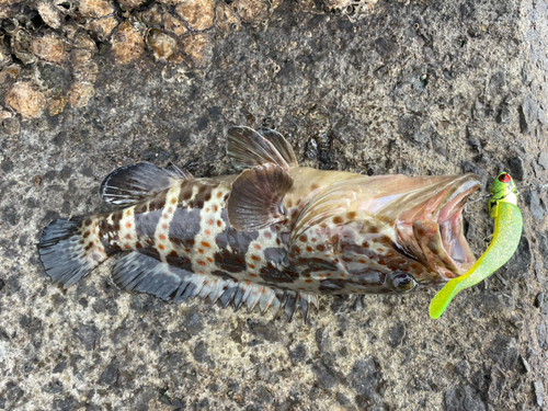 チャイロマルハタの釣果