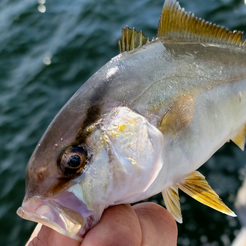 シオの釣果