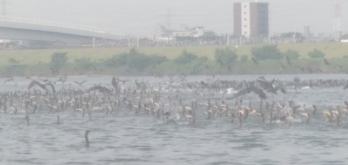 ハゼの釣果