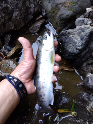 ヤマメの釣果