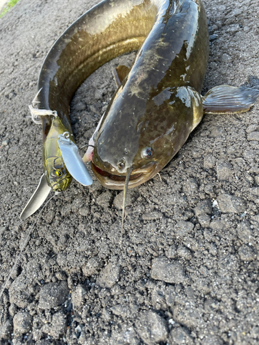 マナマズの釣果