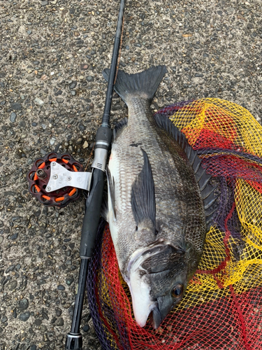 クロダイの釣果