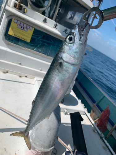 サバの釣果