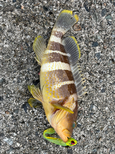 アオハタの釣果