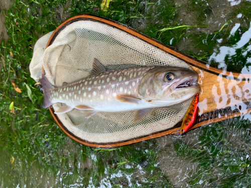 アメマスの釣果