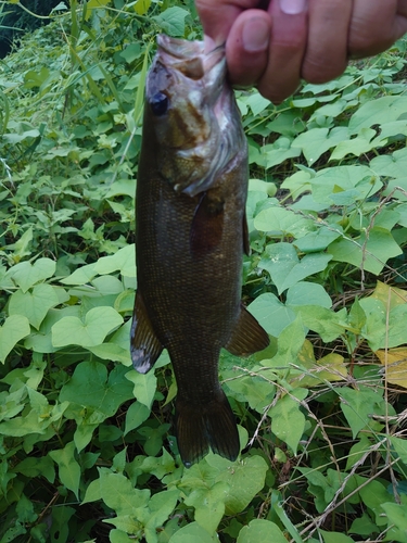 スモールマウスバスの釣果