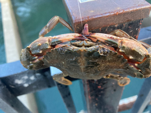 カニの釣果