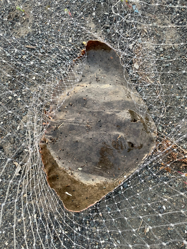 ツバクロエイの釣果