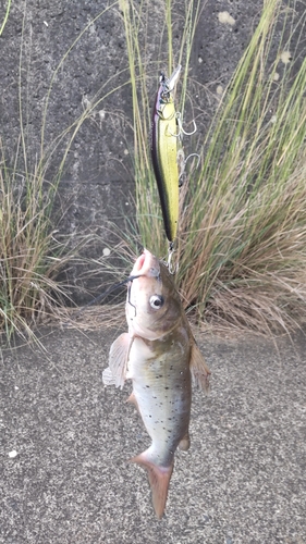 アメリカナマズの釣果