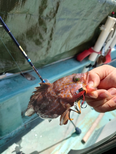 タイの釣果